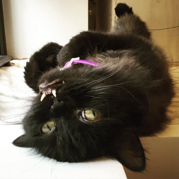 кошка со странными зубами, Princess Monster Truck, кошка с зубами наружу