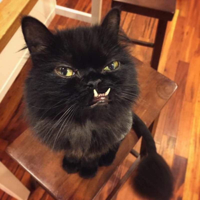 кошка со странными зубами, Princess Monster Truck, кошка с зубами наружу