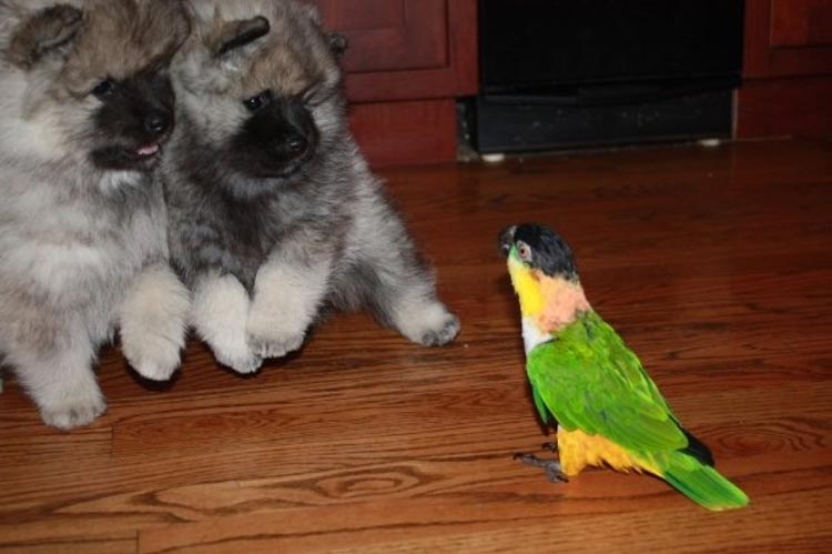 смешные страхи животных, животные столкнувшиеся со страхами, смешные боящиеся животные, смешные напуганные животные