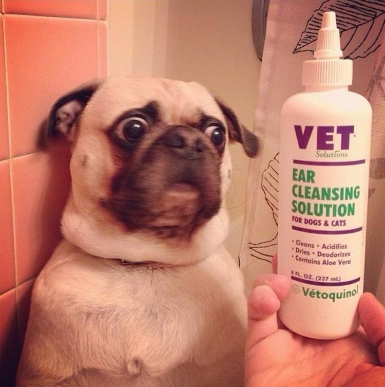 смешные страхи животных, животные столкнувшиеся со страхами, смешные боящиеся животные, смешные напуганные животные