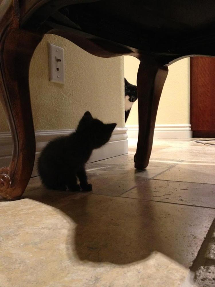 смешные страхи животных, животные столкнувшиеся со страхами, смешные боящиеся животные, смешные напуганные животные