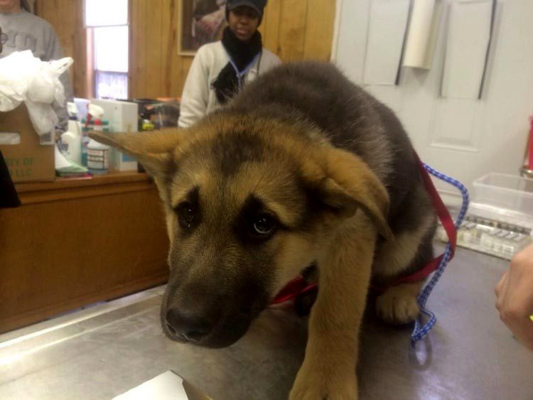 смешные страхи животных, животные столкнувшиеся со страхами, смешные боящиеся животные, смешные напуганные животные