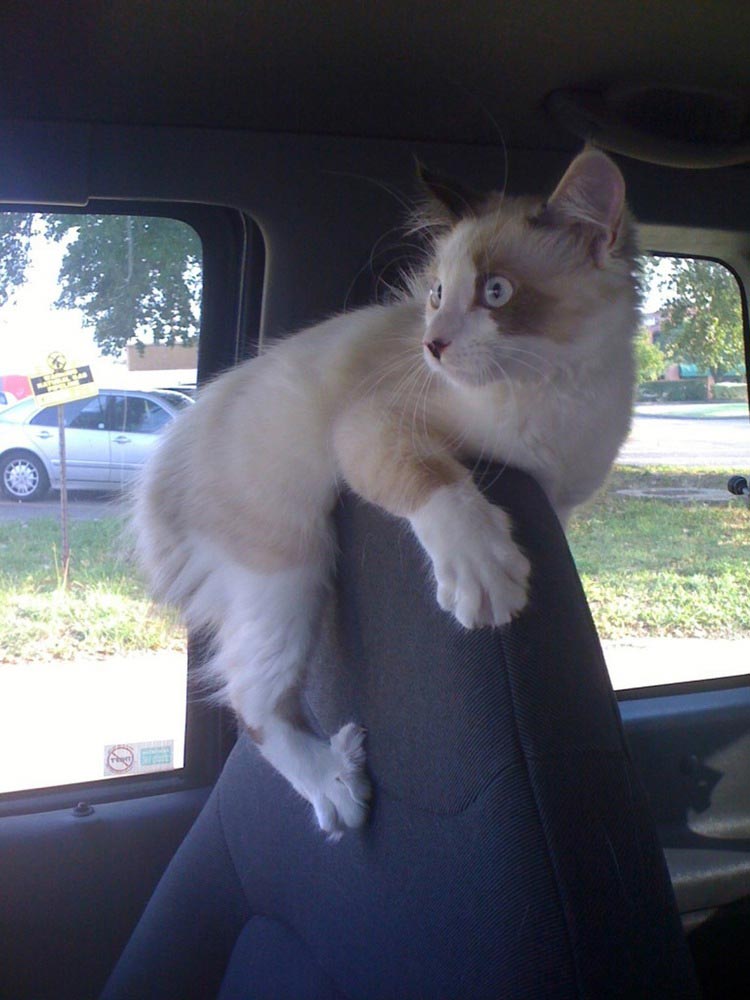 смешные страхи животных, животные столкнувшиеся со страхами, смешные боящиеся животные, смешные напуганные животные