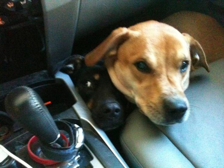 смешные страхи животных, животные столкнувшиеся со страхами, смешные боящиеся животные, смешные напуганные животные