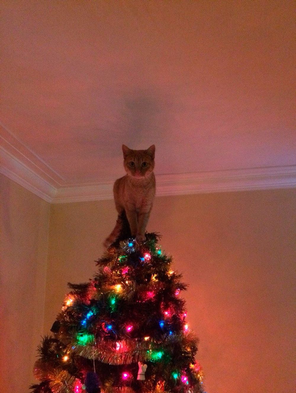 коты и новогодние ёлки, коты ненавидят новый год