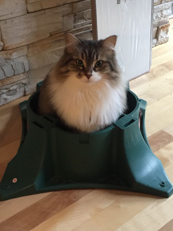 коты и новогодние ёлки, коты ненавидят новый год