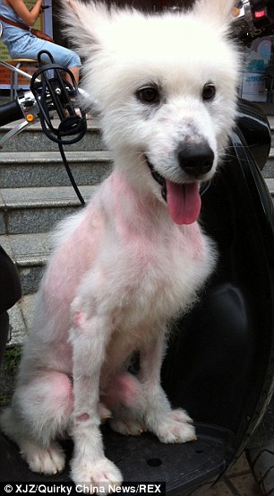 собака самоед, Tai Zhang dog, Тай Чжан собака