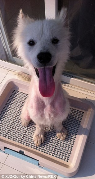 собака самоед, Tai Zhang dog, Тай Чжан собака