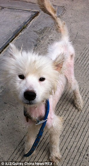 собака самоед, Tai Zhang dog, Тай Чжан собака