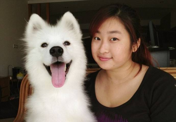 собака самоед, Tai Zhang dog, Тай Чжан собака