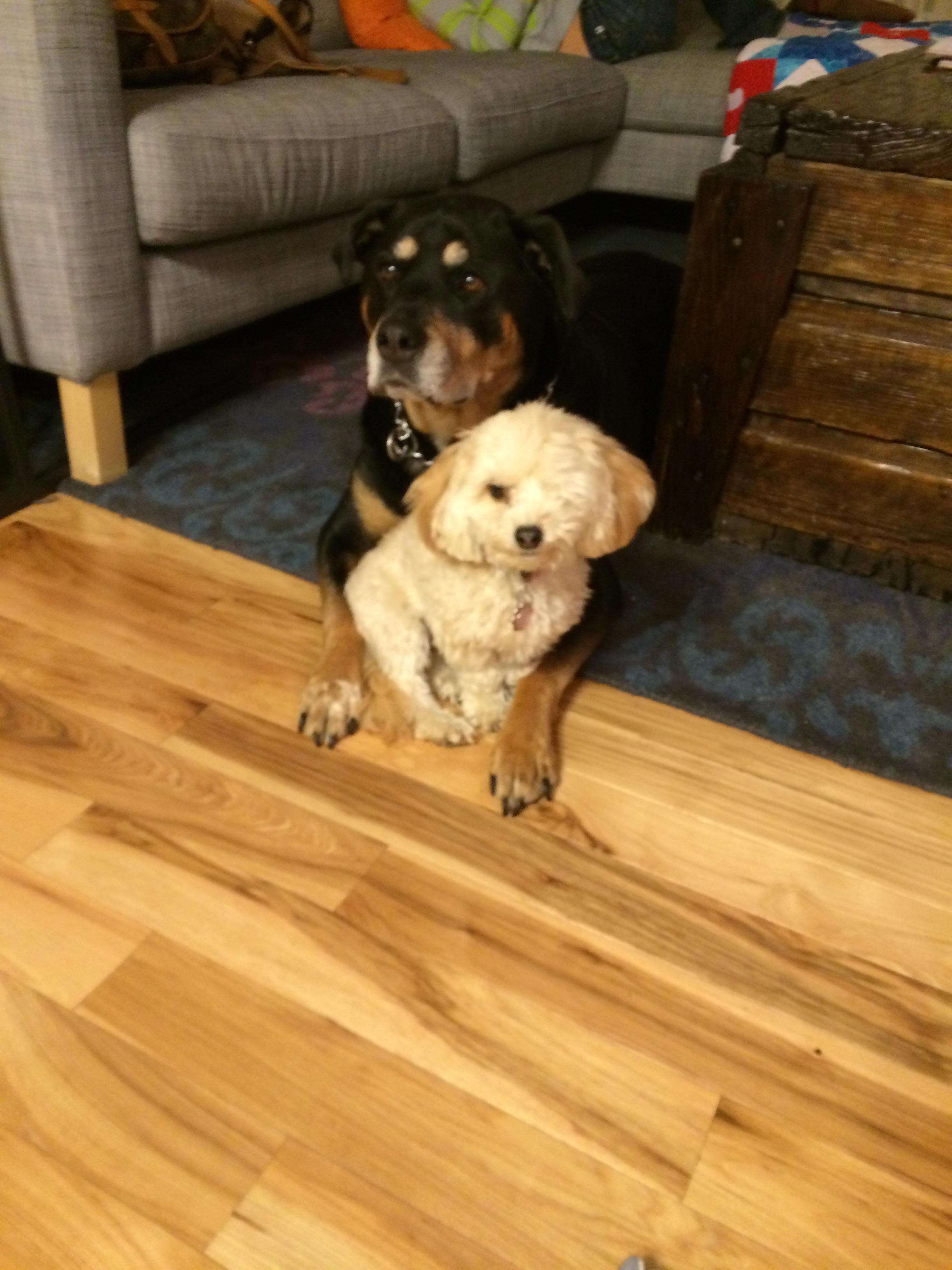 животные не знают что такое личное пространство, животные нарушающие личное пространство, животные залазят на других, животные сидят на других животных