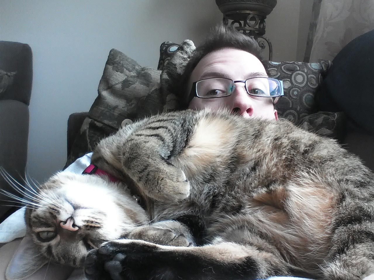 животные не знают что такое личное пространство, животные нарушающие личное пространство, животные залазят на других, животные сидят на других животных