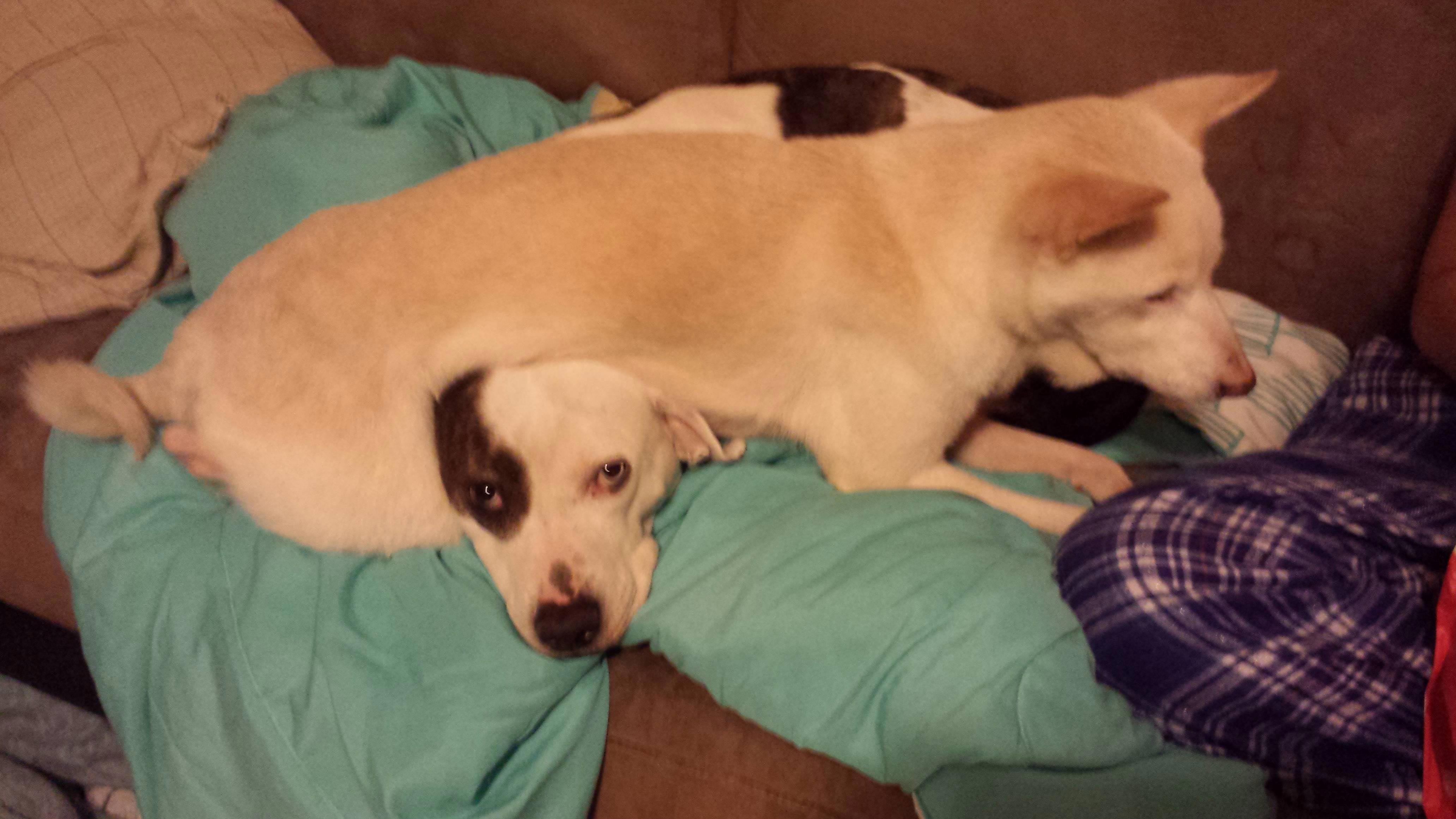 животные не знают что такое личное пространство, животные нарушающие личное пространство, животные залазят на других, животные сидят на других животных