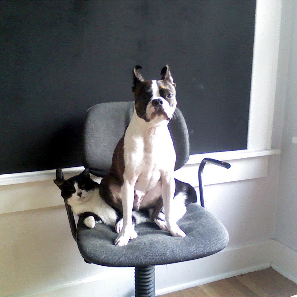 животные не знают что такое личное пространство, животные нарушающие личное пространство, животные залазят на других, животные сидят на других животных