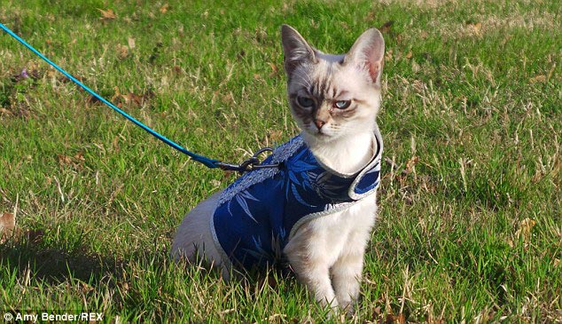 кошка Квашеная капуста, Sauerkraut the cat, кошка по кличке квашеная капуста, недовольная кошка, сердитая кошка