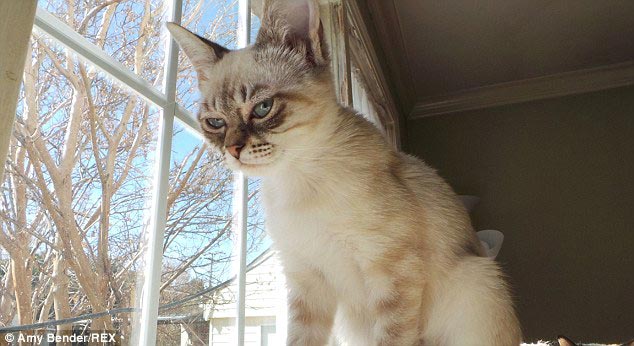 кошка Квашеная капуста, Sauerkraut the cat, кошка по кличке квашеная капуста, недовольная кошка, сердитая кошка