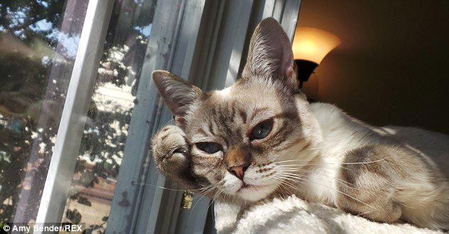 кошка Квашеная капуста, Sauerkraut the cat, кошка по кличке квашеная капуста, недовольная кошка, сердитая кошка