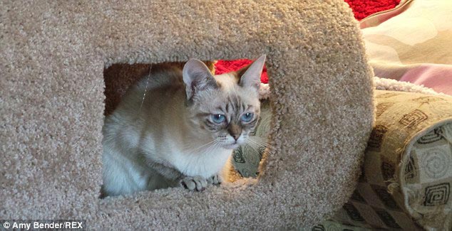 кошка Квашеная капуста, Sauerkraut the cat, кошка по кличке квашеная капуста, недовольная кошка, сердитая кошка