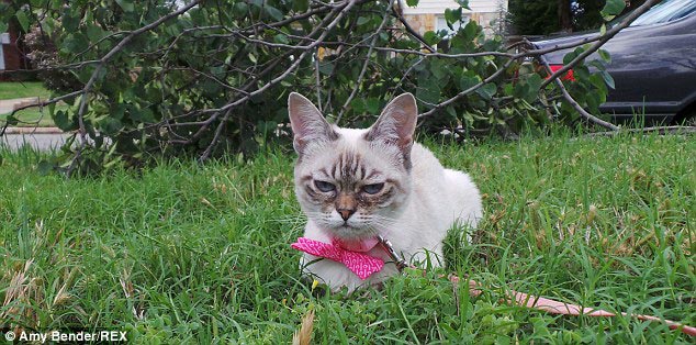 кошка Квашеная капуста, Sauerkraut the cat, кошка по кличке квашеная капуста, недовольная кошка, сердитая кошка