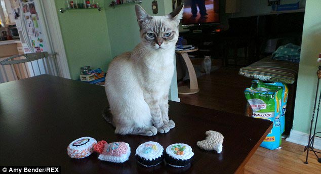 кошка Квашеная капуста, Sauerkraut the cat, кошка по кличке квашеная капуста, недовольная кошка, сердитая кошка