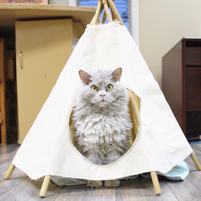 cat Albert,The Sheep-Cat , кучерявый кот Альберт, злой кот Альберт