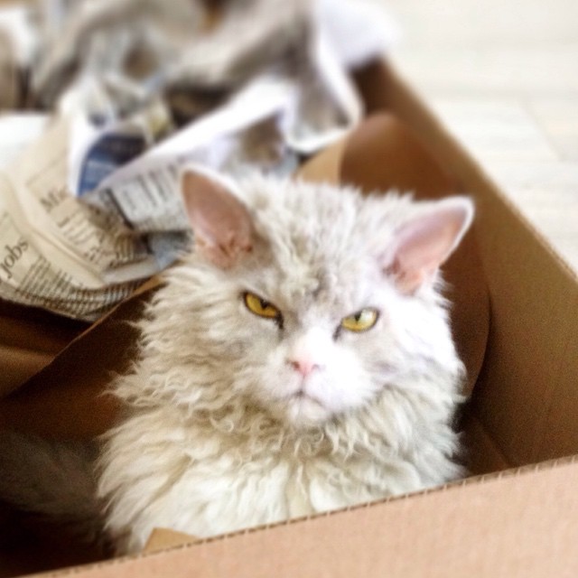 cat Albert,The Sheep-Cat , кучерявый кот Альберт, злой кот Альберт