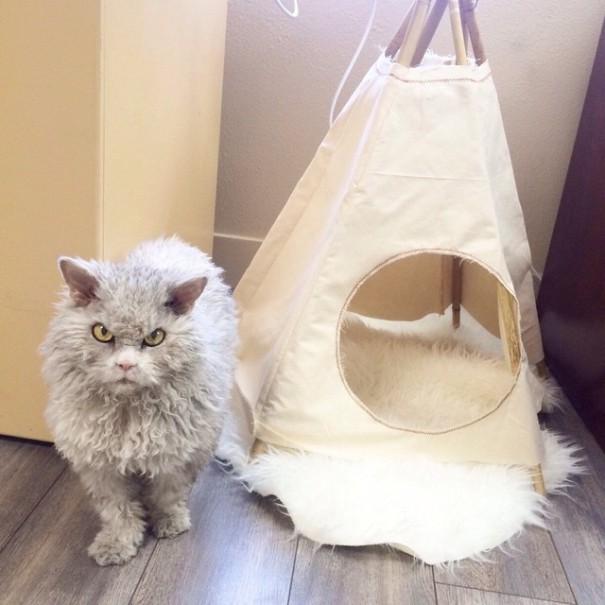 cat Albert,The Sheep-Cat , кучерявый кот Альберт, злой кот Альберт