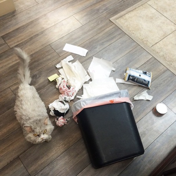 cat Albert,The Sheep-Cat , кучерявый кот Альберт, злой кот Альберт