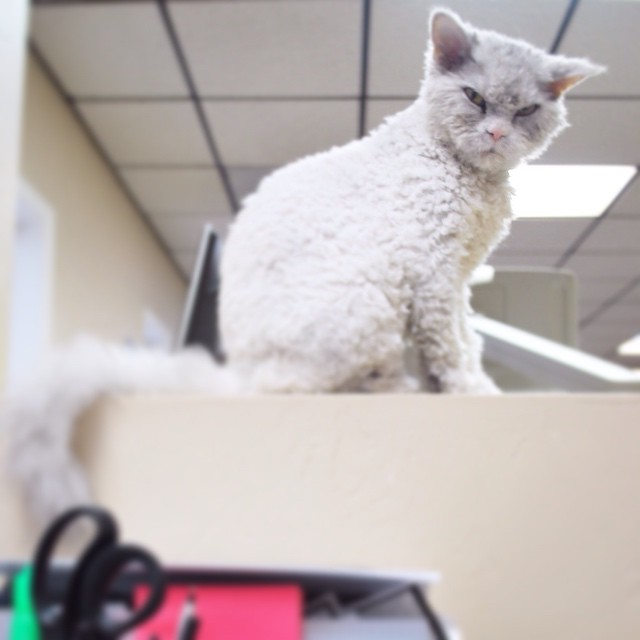 cat Albert,The Sheep-Cat , кучерявый кот Альберт, злой кот Альберт