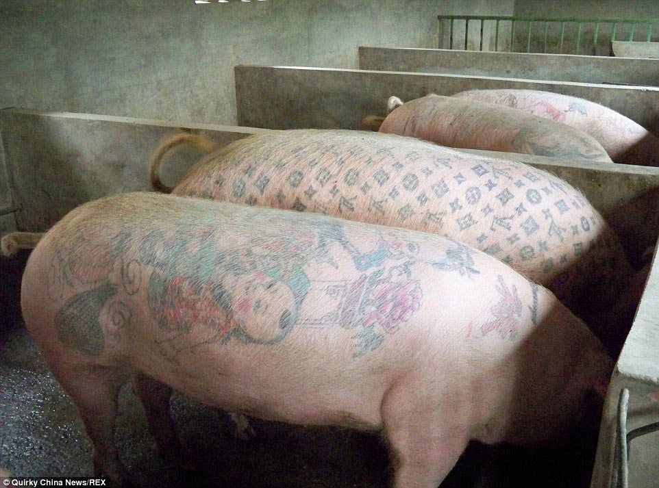 тату свиньи, татуированные свиньи, Вим Дельвуа, Wim Delvoye, свиньи с татуировками