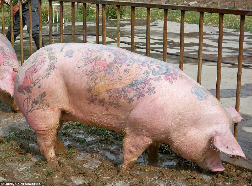 тату свиньи, татуированные свиньи, Вим Дельвуа, Wim Delvoye, свиньи с татуировками
