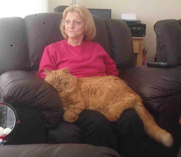 Коты-гиганты, огромные коты, гигантские коты, мейн-куны, коты саванна