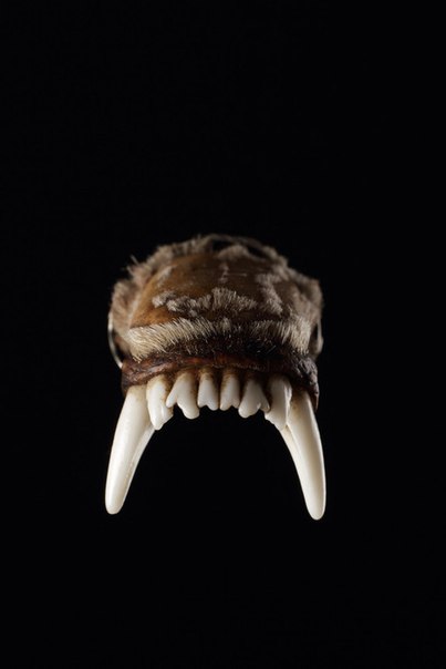 Редкие кадры исторических событий, а также архивные снимки великих и знаменитых. Часть 34 Исторические кадры, редкие архивные фотографии, исторические события, редкие фото звёзд