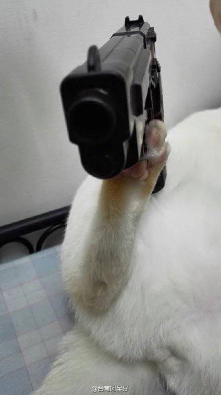 кот держит вещи на лапах, кот держит на лапах, кот который может держать на лапах