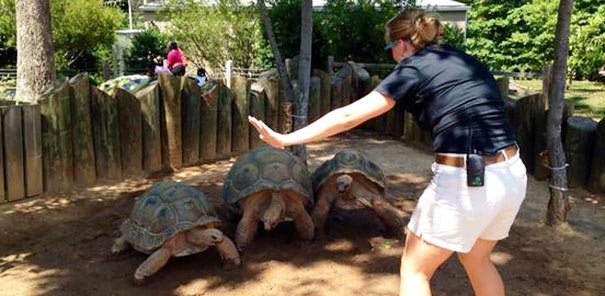 сцена укрощения рапторов Мир юрского периода, пародии на сцену укрощения рапторов, пародия мир юрского периода, пародия крис прэтт