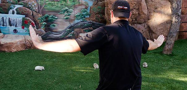 сцена укрощения рапторов Мир юрского периода, пародии на сцену укрощения рапторов, пародия мир юрского периода, пародия крис прэтт