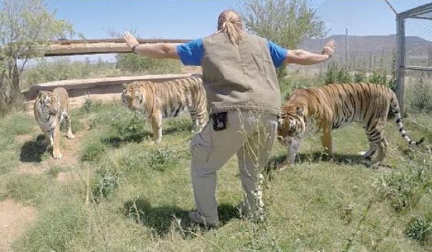 сцена укрощения рапторов Мир юрского периода, пародии на сцену укрощения рапторов, пародия мир юрского периода, пародия крис прэтт