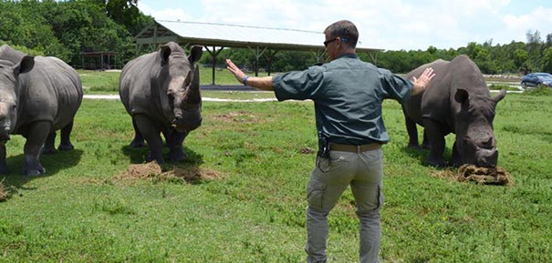 сцена укрощения рапторов Мир юрского периода, пародии на сцену укрощения рапторов, пародия мир юрского периода, пародия крис прэтт