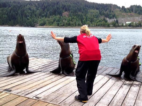 сцена укрощения рапторов Мир юрского периода, пародии на сцену укрощения рапторов, пародия мир юрского периода, пародия крис прэтт