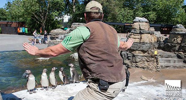 сцена укрощения рапторов Мир юрского периода, пародии на сцену укрощения рапторов, пародия мир юрского периода, пародия крис прэтт