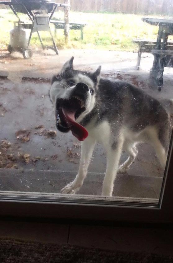 глупые собаки, смешные собаки, смешные собаки гифки, смешные собаки анимация, смешные собаки gif