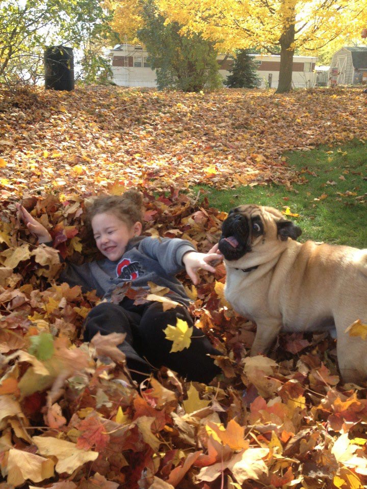 глупые собаки, смешные собаки, смешные собаки гифки, смешные собаки анимация, смешные собаки gif