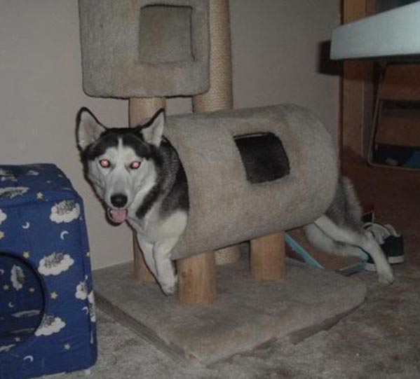 глупые собаки, смешные собаки, смешные собаки гифки, смешные собаки анимация, смешные собаки gif