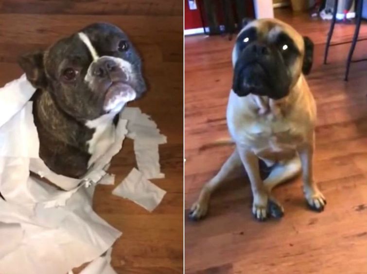 Ну ты и предатель: собака сразу же «сдала» своего нашкодившего приятеля собака указала на нашкодившего приятеля, собака нашкодила