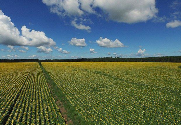  жена умерла от рака посадил подсолнухи в память, посадил подсолнухи дань памяти жене, Дон Джакуиш,Don Jaquish, Babbette's Seeds of Hope