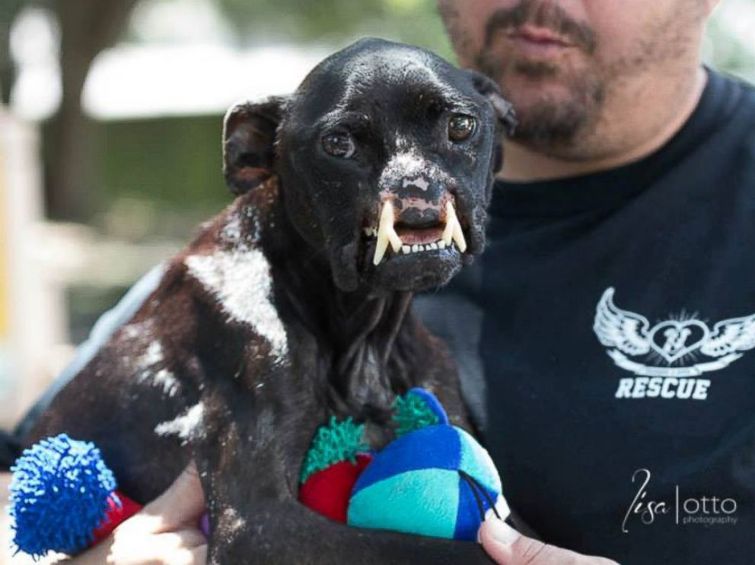 Khalessi dog, собака без половины морды, питбуль без носа