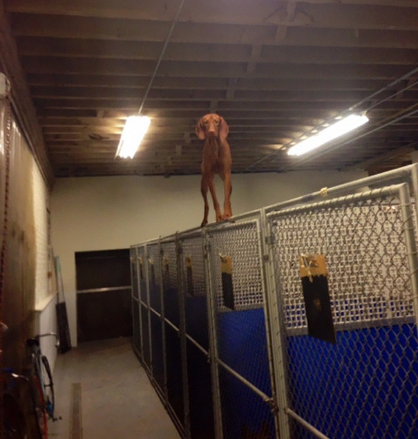 собаки провалы, собаки пожалевшие о своём решении