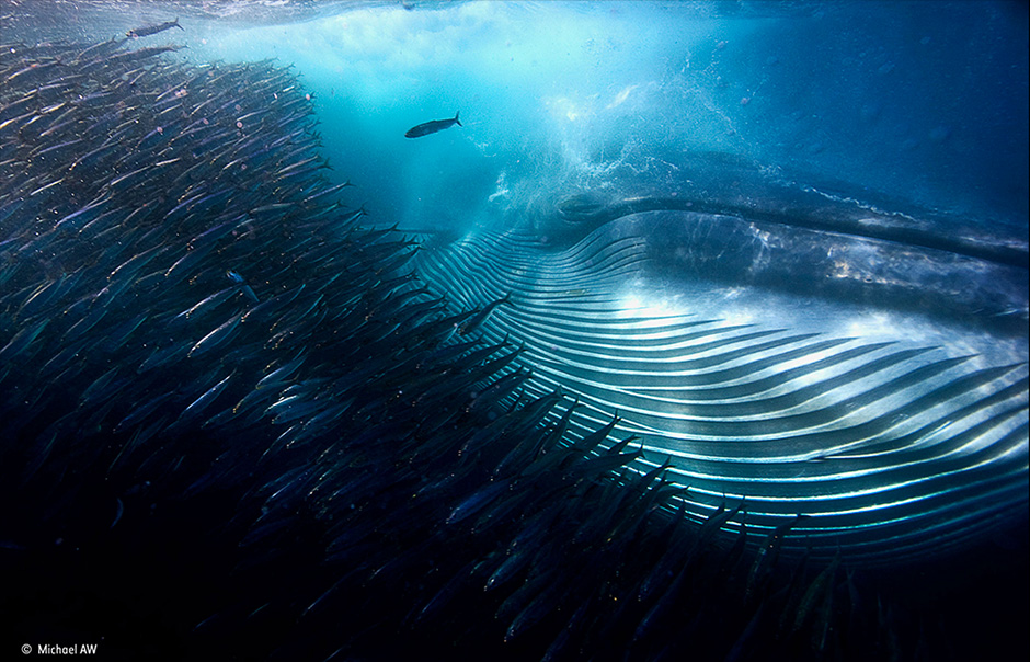 Лучший фотограф дикой природы 2015