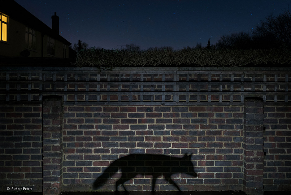 Лучший фотограф дикой природы 2015