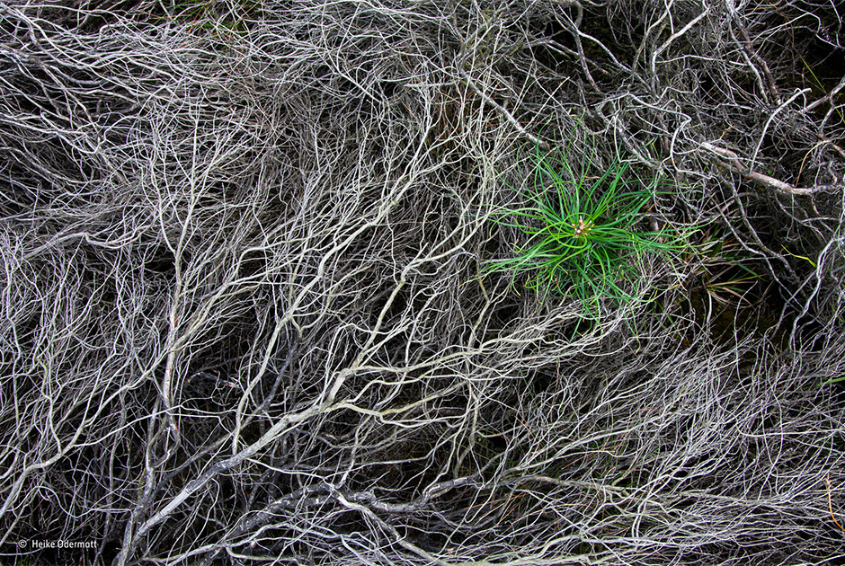 Лучший фотограф дикой природы 2015